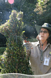 Roma Street Parkland - Surfers Paradise Gold Coast 1