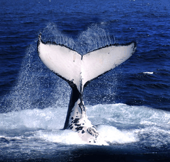 Brisbane Whale Watching - Surfers Paradise Gold Coast