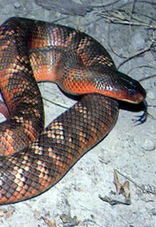 Armadale Reptile & Wildlife Centre - Surfers Paradise Gold Coast 0