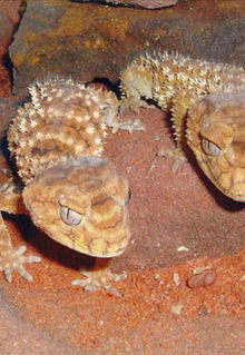 Armadale Reptile & Wildlife Centre - Surfers Paradise Gold Coast 1
