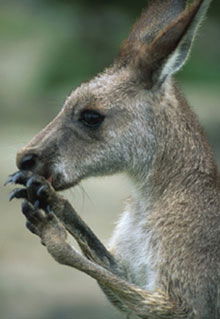 Armadale Reptile & Wildlife Centre - Surfers Paradise Gold Coast 2