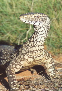 Armadale Reptile & Wildlife Centre - Surfers Paradise Gold Coast 3