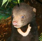 Perth Zoo - Surfers Paradise Gold Coast