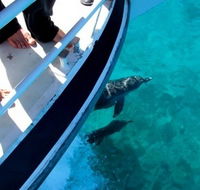 Pelican Charters - Surfers Paradise Gold Coast