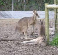 Jirrahlinga Koala  Wildlife Sanctuary - Surfers Paradise Gold Coast