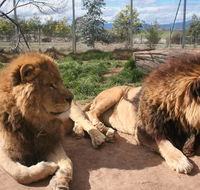 Mansfield Zoo - Surfers Paradise Gold Coast
