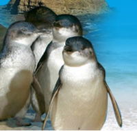 Phillip Island Penguin Parade - Surfers Paradise Gold Coast