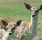Marapana Wildlife Park - Surfers Paradise Gold Coast