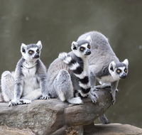 Adelaide Zoo - Surfers Paradise Gold Coast