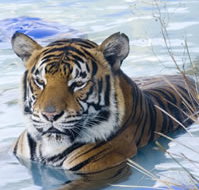 Zoo Doo Wildlife Park - Surfers Paradise Gold Coast