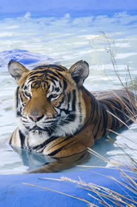 Zoo Doo Wildlife Park - Surfers Paradise Gold Coast 0