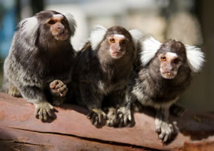 Zoo Doo Wildlife Park - Surfers Paradise Gold Coast 1