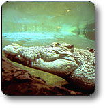 Kakadu National Park - Surfers Paradise Gold Coast 1