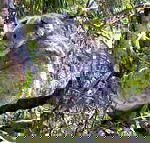 Koala Conservation Centre - Surfers Paradise Gold Coast