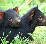 Great Oak Holdings Pty Ltd - Surfers Paradise Gold Coast