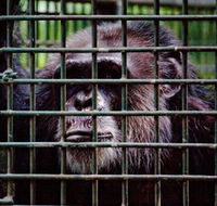 Rockhampton Zoo - Surfers Paradise Gold Coast