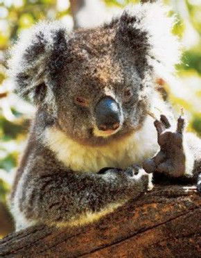 Gorge Wildlife Park - Surfers Paradise Gold Coast 0