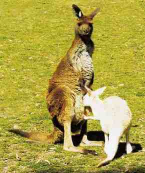 Gorge Wildlife Park - Surfers Paradise Gold Coast 1