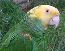 Gorge Wildlife Park - Surfers Paradise Gold Coast 3