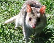 Urimbirra Wildlife Park - Surfers Paradise Gold Coast 0