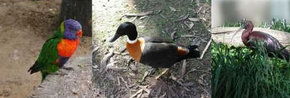 Urimbirra Wildlife Park - Surfers Paradise Gold Coast 2