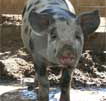 Wagga Wagga Zoo - Surfers Paradise Gold Coast