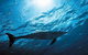 Dolphcom - Dolphin & Whale Swimming Adventures - thumb 1