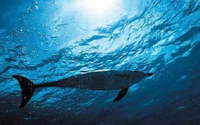 Dolphcom - Dolphin & Whale Swimming Adventures - Surfers Paradise Gold Coast 1