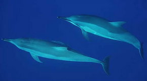 Dolphcom - Dolphin & Whale Swimming Adventures - Surfers Paradise Gold Coast 3
