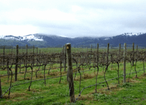 Kinloch Wines - Surfers Paradise Gold Coast
