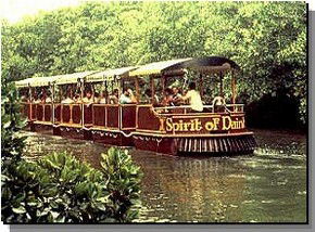 Daintree Rainforest River Trains - Surfers Paradise Gold Coast 0