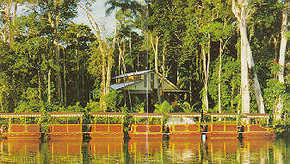 Daintree Rainforest River Trains - Surfers Paradise Gold Coast 3