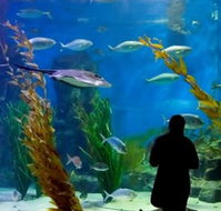 Melbourne Aquarium - Surfers Paradise Gold Coast