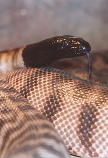 Armadale Reptile & Wildlife Centre - Surfers Paradise Gold Coast 4