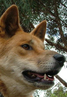Armadale Reptile & Wildlife Centre - Surfers Paradise Gold Coast 5