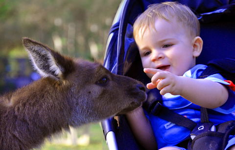 Australian Reptile Park - Surfers Paradise Gold Coast 6