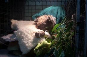 Jirrahlinga Koala & Wildlife Sanctuary - Surfers Paradise Gold Coast 3