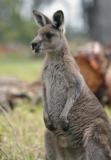 Jirrahlinga Koala & Wildlife Sanctuary - Surfers Paradise Gold Coast 4