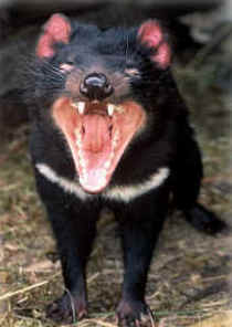 Zoo Doo Wildlife Park - Surfers Paradise Gold Coast 4