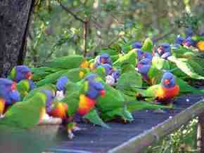 Gorge Wildlife Park - Surfers Paradise Gold Coast 4
