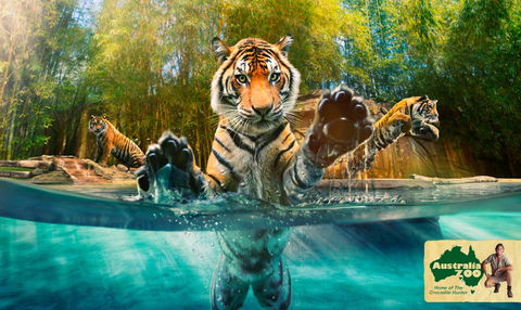Australia Zoo - Surfers Paradise Gold Coast 9