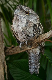 Currumbin Wildlife Sanctuary - Surfers Paradise Gold Coast 2