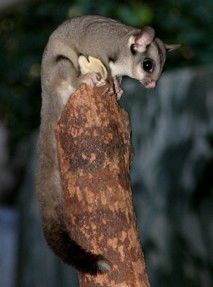 Currumbin Wildlife Sanctuary - Surfers Paradise Gold Coast 3