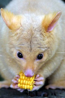 Currumbin Wildlife Sanctuary - Surfers Paradise Gold Coast 4