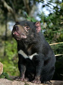 Currumbin Wildlife Sanctuary - Surfers Paradise Gold Coast 7