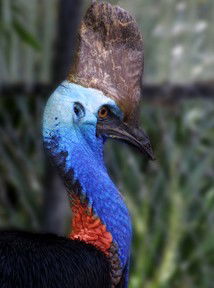 Currumbin Wildlife Sanctuary - Surfers Paradise Gold Coast 8