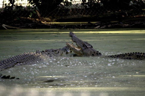Billabong Sanctuary - Surfers Paradise Gold Coast 3