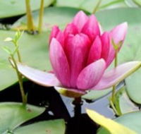 The Lotus Day Spa and Retreat - Surfers Paradise Gold Coast