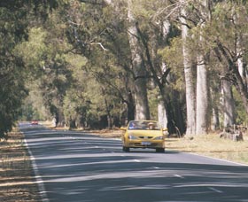 Ludlow Tuart Forest - Surfers Paradise Gold Coast 0