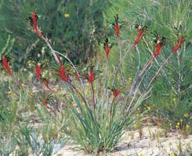 Kalbarri Wildflower Centre - Surfers Paradise Gold Coast 0